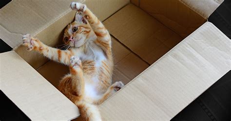 Why Do Cats Like Boxes Zoetis Petcare