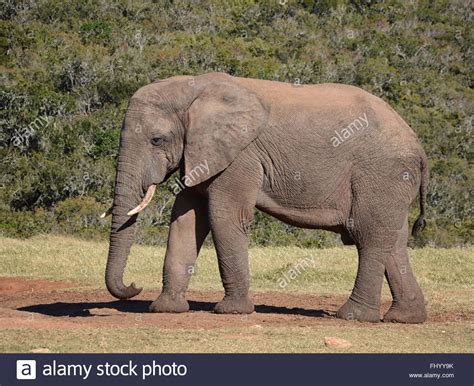 A Side View Of An Adult African Elephant With Tusks Stock