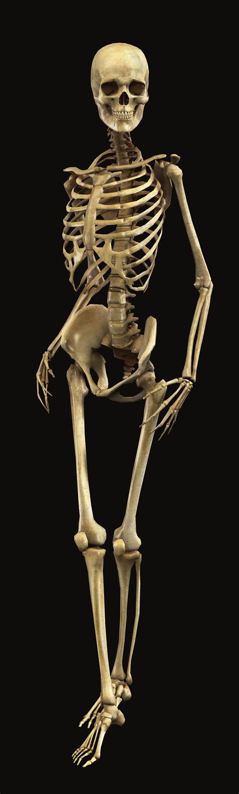 Related Image Skeleton Anatomy Human Skeleton Skeleton