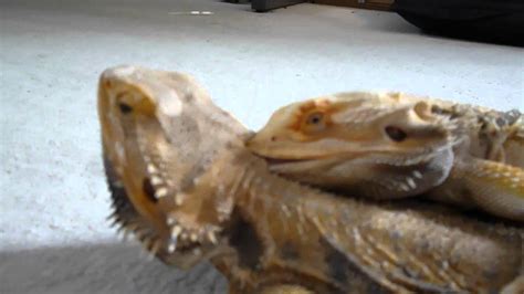 Bearded Dragons Mating Youtube