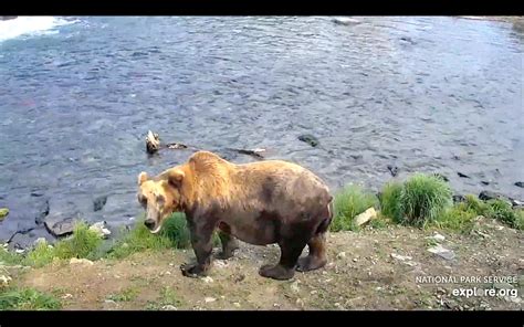 2020 Katmai National Park Bear Cam Season Resource Nationalpark