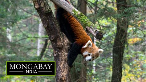 Saving Indias Elusive Red Panda From Wildlife Crimes Youtube