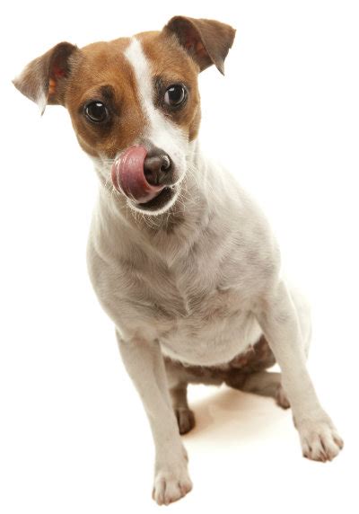 Why Dogs Lick Their Lipswhy Do Dog Lick Their Lips Archives Joy Of