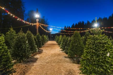 12 Best Christmas Tree Farms In Ohio Linda On The Run