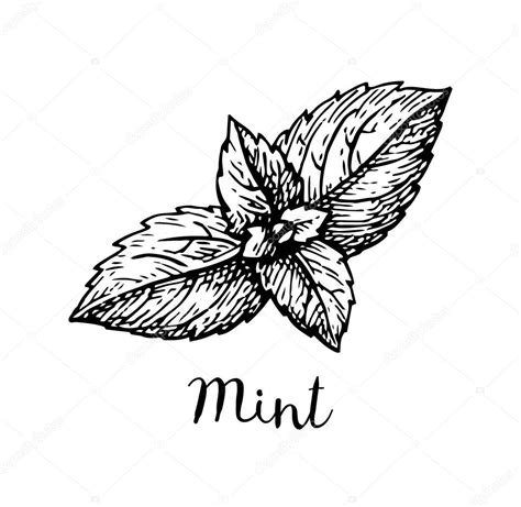 Mint Leaf Page Coloring Pages