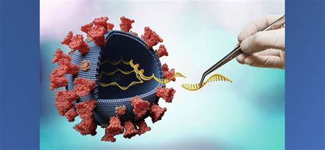 Rna, die vom ribosom gelesen wird, um ein protein zu produzieren. Pharmabranche stemmt sich gegen Corona-Pandemie