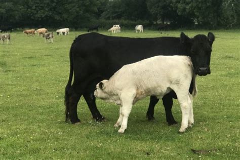 3 Welsh Black Breeding Cows With Calves At Foot Sellmylivestock