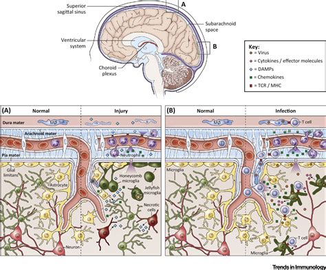 Immune Surveillance Of The Cns Following Infection And Injury Trends
