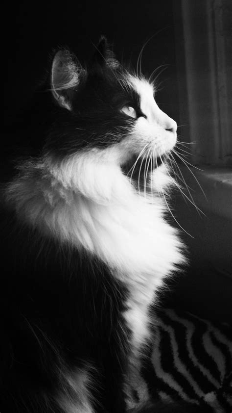 Black And White Cat Wallpapers Top Free Black And White Cat