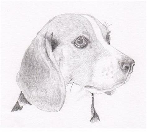 Beagle Signed Personalized Original Pencil Drawing Matted Etsy