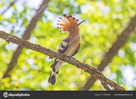 Close Hoopoe Sitting Branch Tree Stock Photo By ©romantiche 276638322