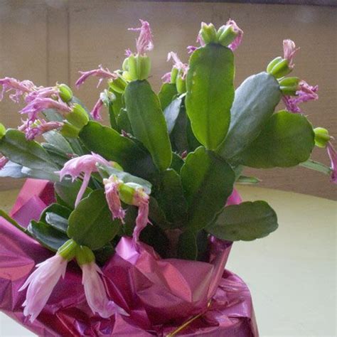 The Rainforest Garden Dont Throw Out That Easter Cactus Easter