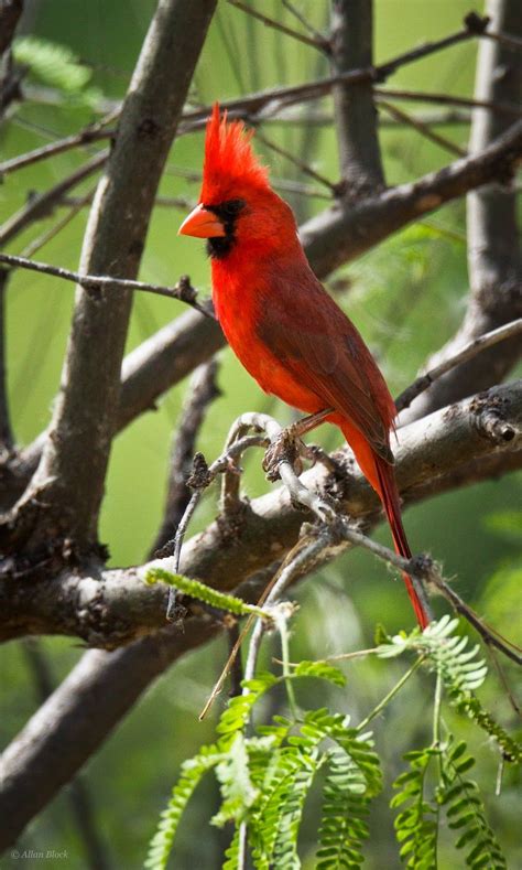 Feather Tailed Stories Southwest Northern Cardinal Pyrrhuloxia A