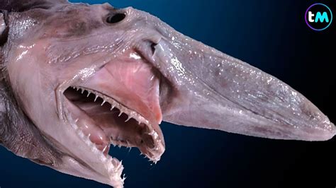 Los 10 Tiburones MÁs Raros Del Mundo Parecen De Otro
