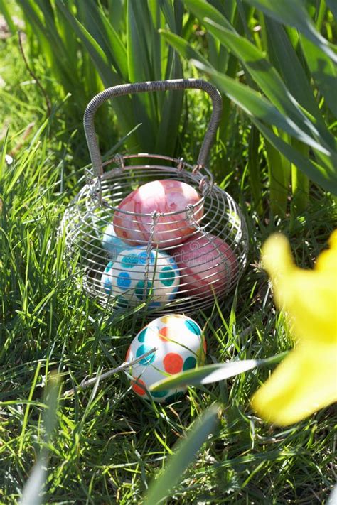Easter Eggs Hidden For Hunt In Daffodil Field Stock Image Image Of