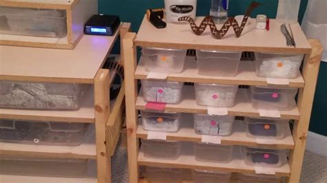 10 Simple DIY Snake Rack Projects That Will Save You A Fortune