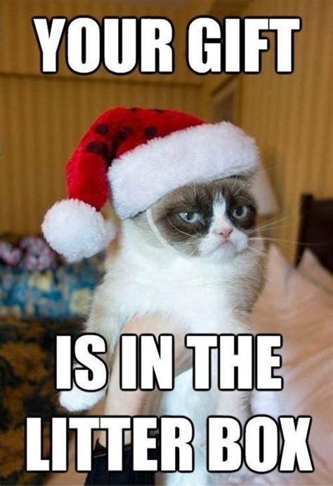 Merry Christmas Grumpy Cat Humor Grumpy Cat Christmas Grumpy Cat