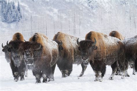 Captive Herd Of Bison At The Alaska Wildlife Conservation Center In