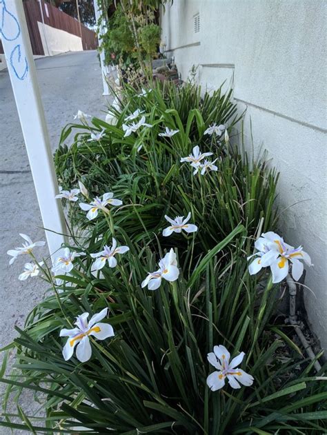 We did not find results for: Pin by mariette loxton on African Iris (Dietes iridioides ...