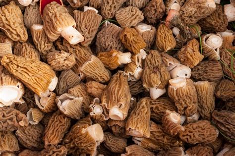 How to Find Morel Mushrooms (and Avoid False Morels) • Earth.com