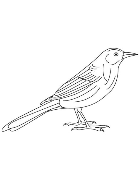 North American Birds Coloring Pages