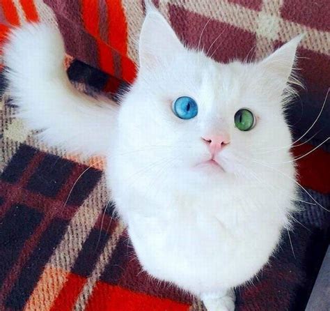 16 Shockingly Beautiful Cat Eyes Youll Think Are Photoshopped