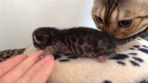 Newborn Bengal Kitten Youtube