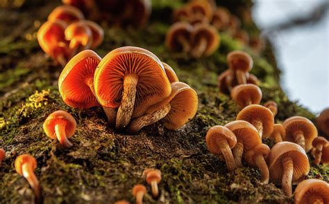 Enchanted Mushrooms Photograph By 8th Mile Photography Pixels
