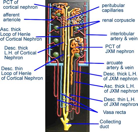 These vessels transport blood cells, nutrients, and oxygen to the tissues of the body. urinary_renal_tubules | Anatomy models, Loop of henle ...