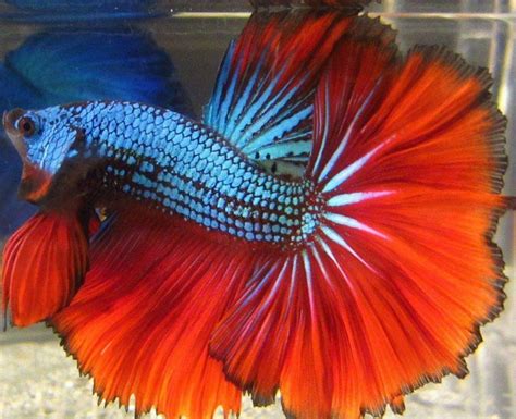 In reality, it is only the male betta that are aggressive. The Most Beautiful Betta Fish In The World - Aquarist Courses