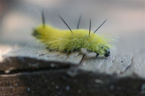 Yellow Fuzzy Caterpillar Fuzzy Caterpillar Amazing Nature Nature