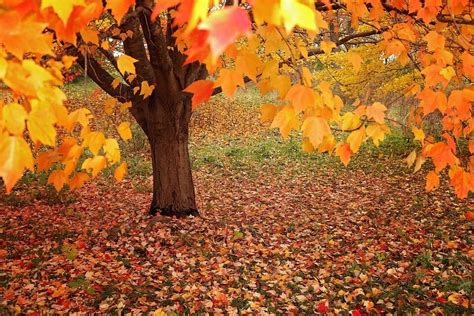 Nature Fall Tree Autumn Season Leaves Wood Leaf Chateau Bouffemont