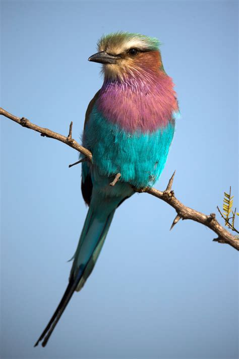 The Lilac Breasted Rollers Pastel Plumage Makes This Gorgeous Bird A