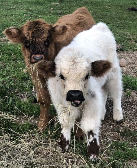 White And Brown Cows Pet Cows Fluffy Cows Cute Baby Cow