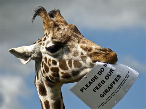 Do Not Feed The Giraffe Flickr Photo Sharing