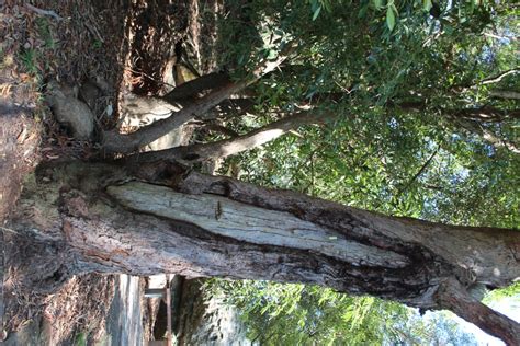 5 Facts About The Aboriginal Heritage Site A Scarred Tree