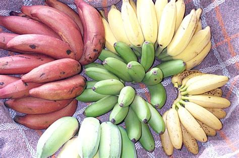Australian Tropical Foods Banana