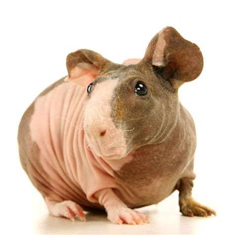Hairless Guinea Pig For Sale Ohio Britni Juarez