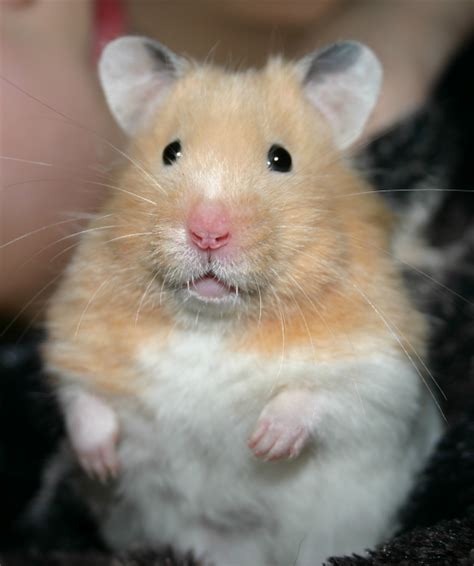 Photograph By Flickr Hamster Syrian Hamster Pet Rodents
