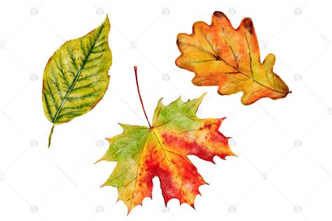 Watercolor Autumn Leaves Clipart Set Fall Leaf Png On Yellow Images