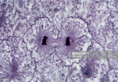 Under the microscope, an animal cell shows many different parts called organelles, that work together to keep the cell functional. Animal Mitosis Telophase 250x Whitefish Embryo The ...