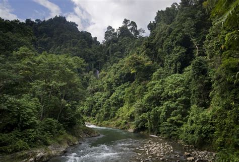 Tropical Rainforests Of Sumatra Indonesia Tourism