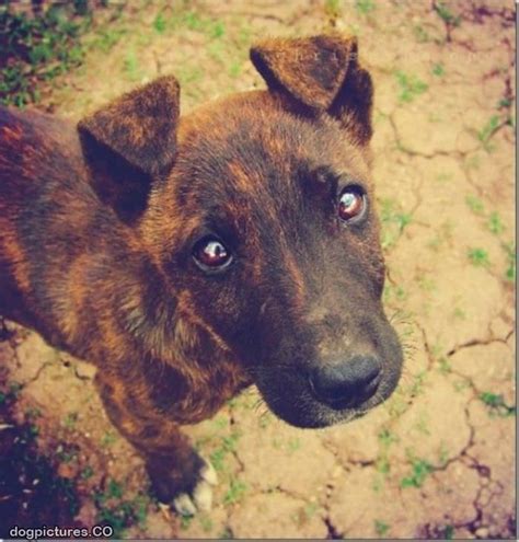 Folded Ears Dog Pictures