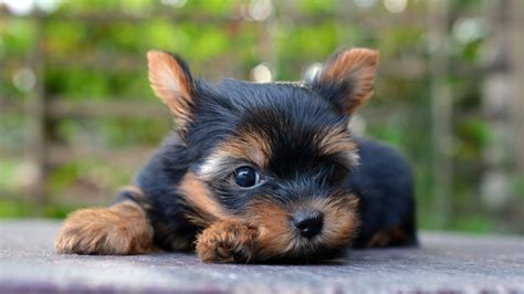 Yorkshire Terrier Facts You Didnt Know Mystart