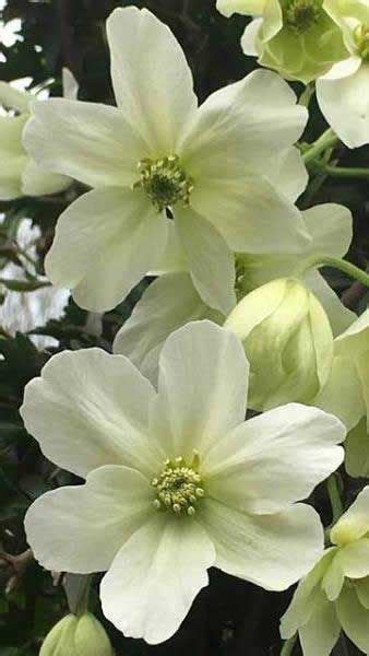 Best evergreen clematis for shade. Clematis x Cartmanii Avalanche Evergreen variety of ...