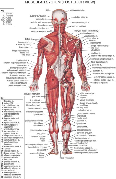 Antamony of your back : Musculature anterior view. | Human body anatomy, Human ...