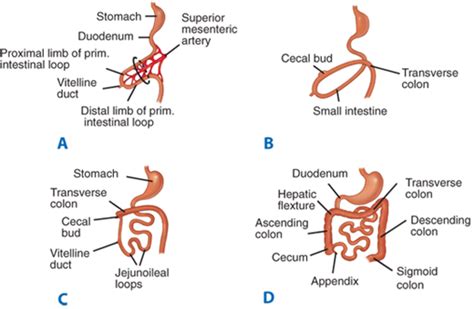 Small Intestine Basicmedical Key