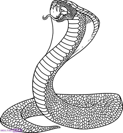 Viper Snake Drawing At Explore Collection Of Viper