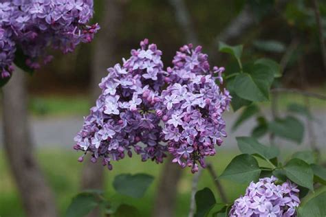 Lilac Love A Guide To Springs Best Loved Flowering Shrub Gardenista