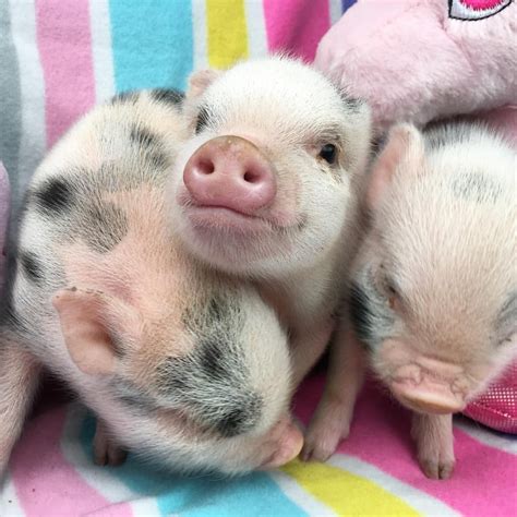 いいね！156件、コメント2件 ― The Worlds Smallest Pet Pigsさんminipigworldの